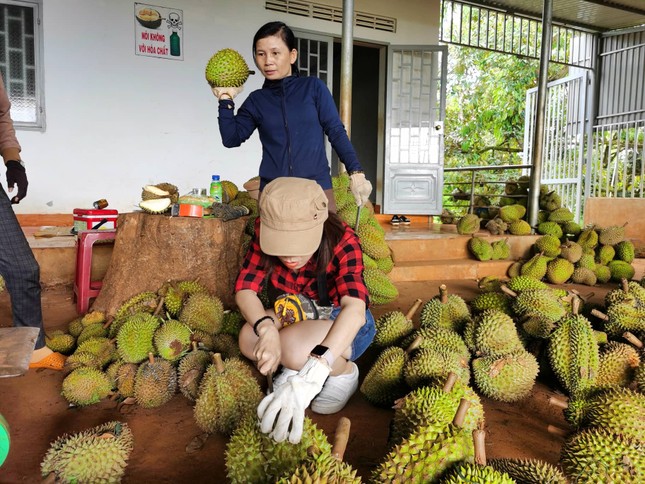 Khuyến cáo người dân, doanh nghiệp không chạy theo cơn sốt sầu riêng - Ảnh 1.