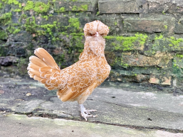 Quà biếu Tết siêu độc dị: Gà sư tử Ba Lan giá gần chục triệu đồng - Ảnh 6.