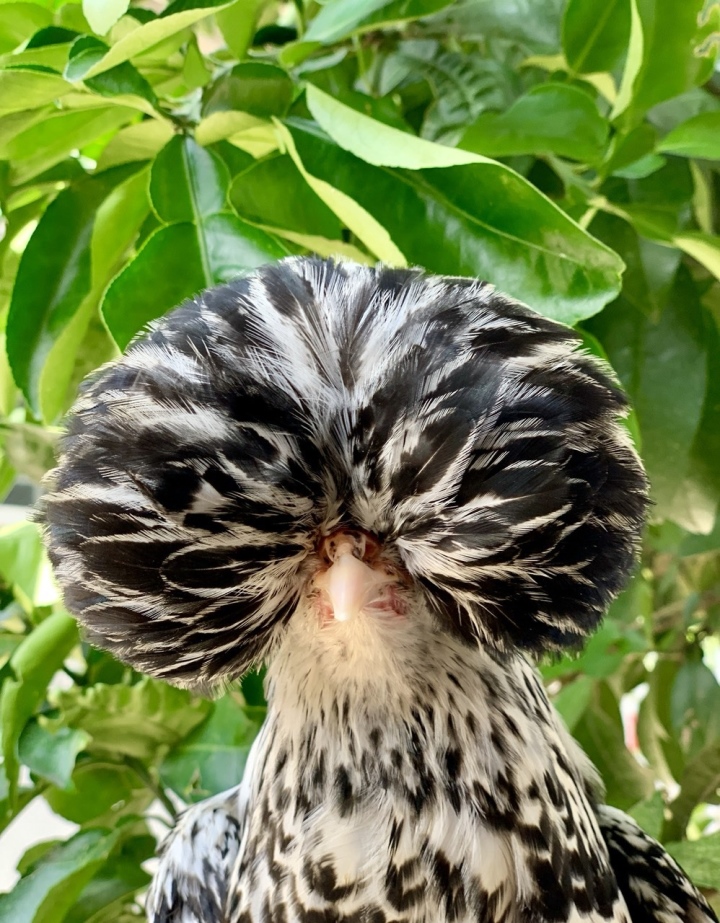 Quà biếu Tết siêu độc dị: Gà sư tử Ba Lan giá gần chục triệu đồng - Ảnh 4.