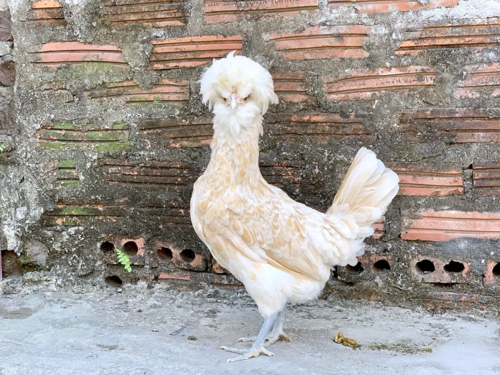 Quà biếu Tết siêu độc dị: Gà sư tử Ba Lan giá gần chục triệu đồng - Ảnh 3.