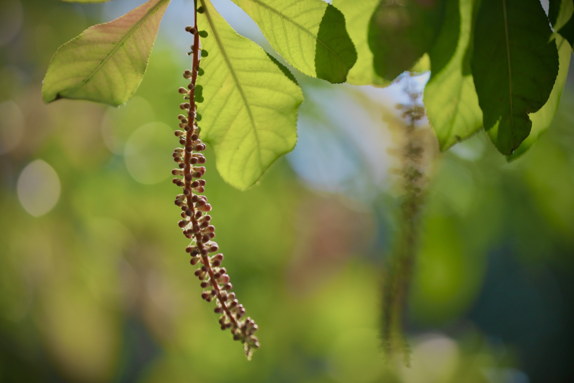 Xao xuyến vẻ đẹp Hồ Gươm khoảnh khắc giao mùa - Ảnh 16.