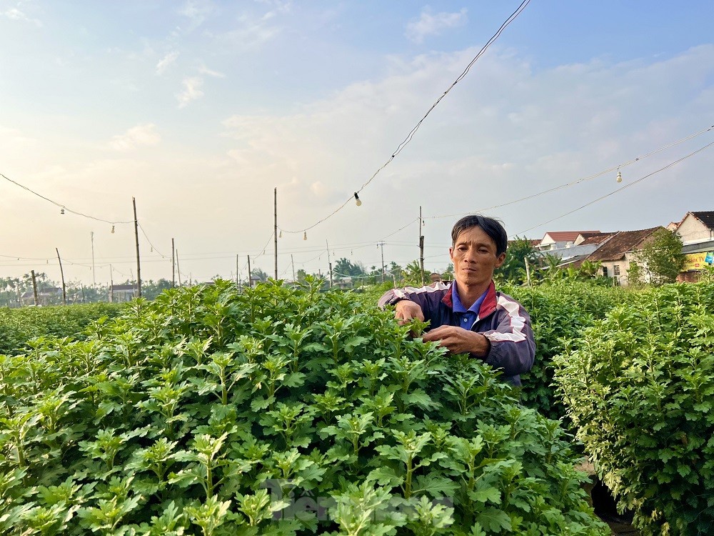 Hàng trăm nghìn chậu hoa cúc Tết ở Quảng Ngãi chưa nở đã được mua sạch tại vườn - Ảnh 7.