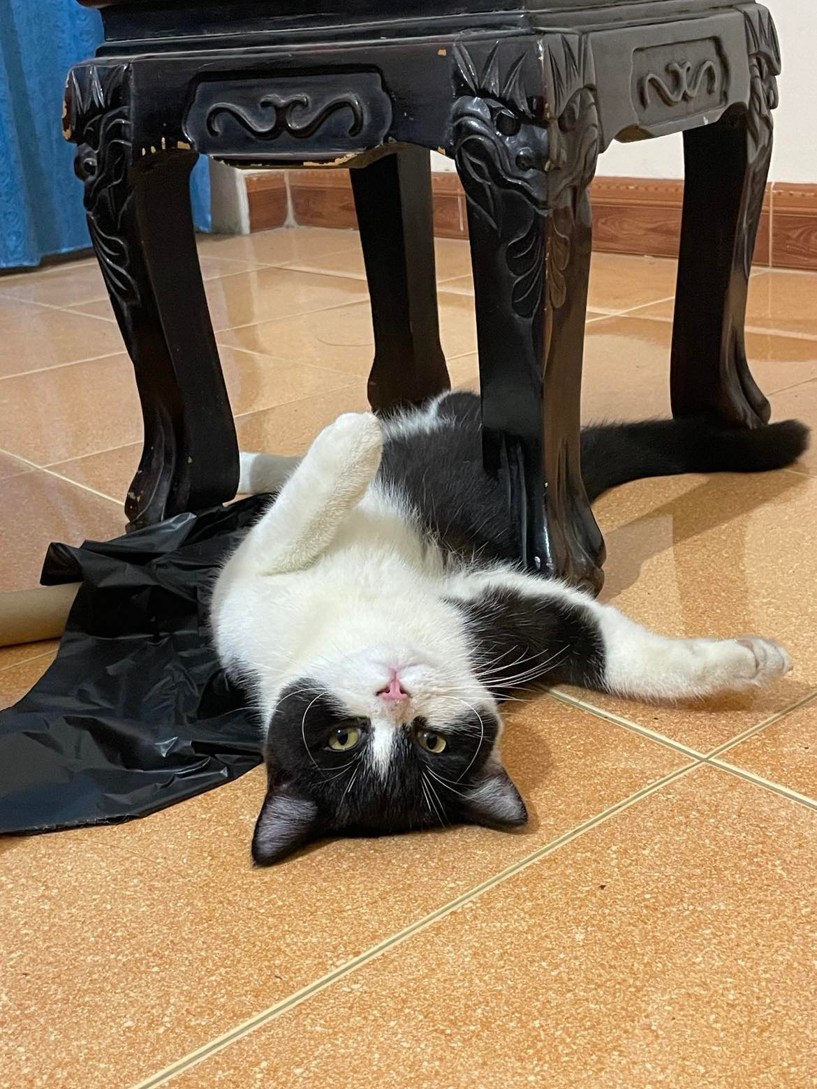 Chuyện người trẻ nuôi thú cưng: Sẵn sàng chi cả trăm triệu để sửa nhà cửa cho chó mèo có không gian chơi - Ảnh 3.