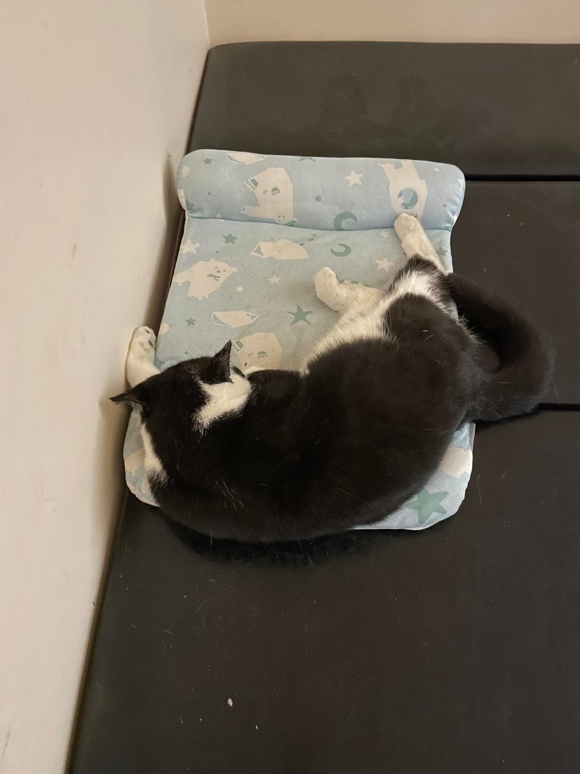 Chuyện người trẻ nuôi thú cưng: Sẵn sàng chi cả trăm triệu để sửa nhà cửa cho chó mèo có không gian chơi - Ảnh 1.