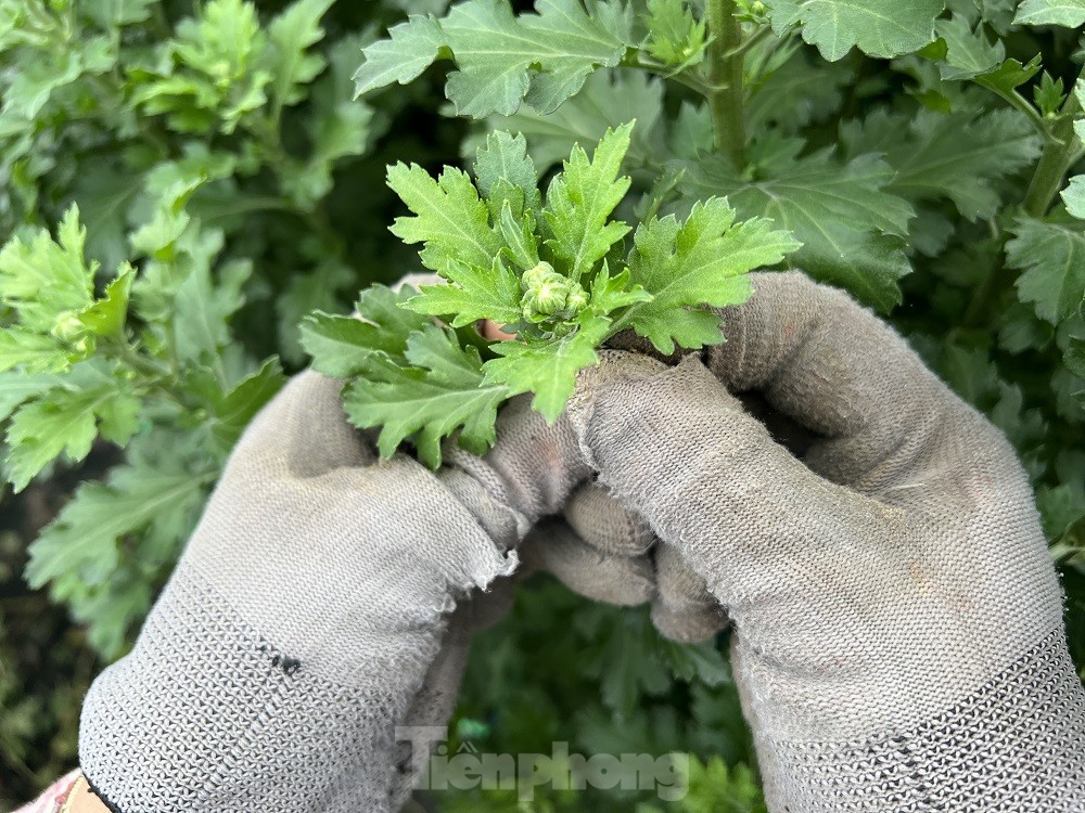 Hàng trăm nghìn chậu hoa cúc Tết ở Quảng Ngãi chưa nở đã được mua sạch tại vườn - Ảnh 3.