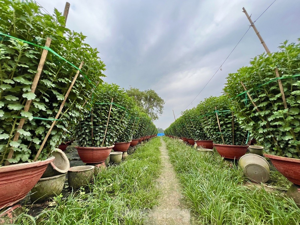 Hàng trăm nghìn chậu hoa cúc Tết ở Quảng Ngãi chưa nở đã được mua sạch tại vườn - Ảnh 1.