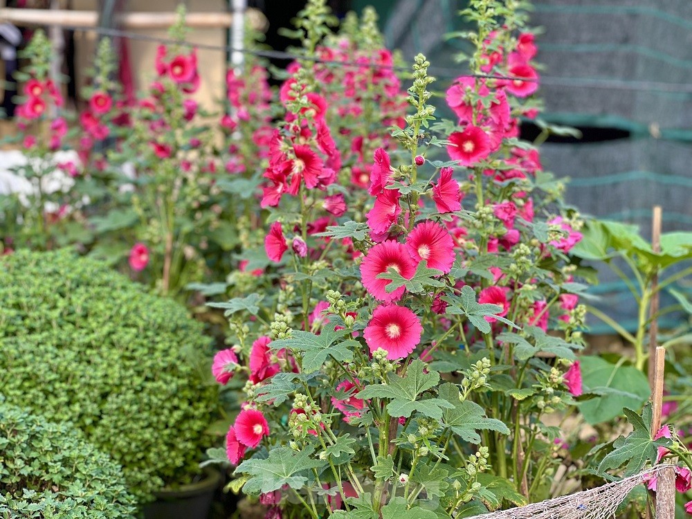 Hàng trăm nghìn chậu hoa cúc Tết ở Quảng Ngãi chưa nở đã được mua sạch tại vườn - Ảnh 16.