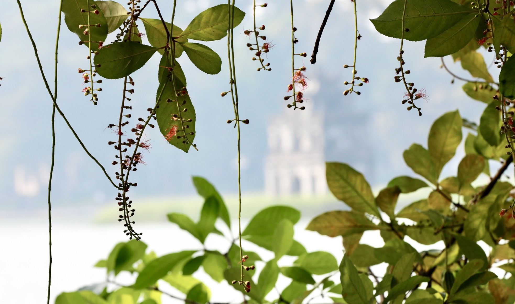 Xao xuyến vẻ đẹp Hồ Gươm khoảnh khắc giao mùa - Ảnh 14.