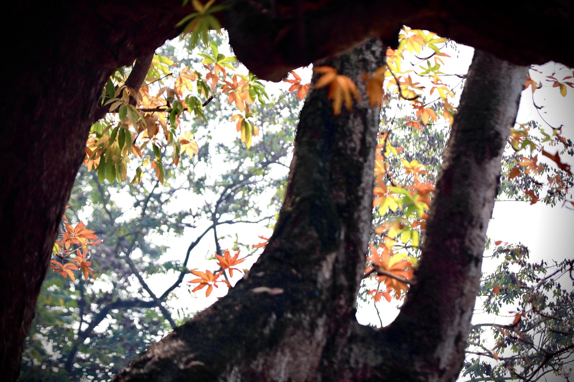 Xao xuyến vẻ đẹp Hồ Gươm khoảnh khắc giao mùa - Ảnh 13.