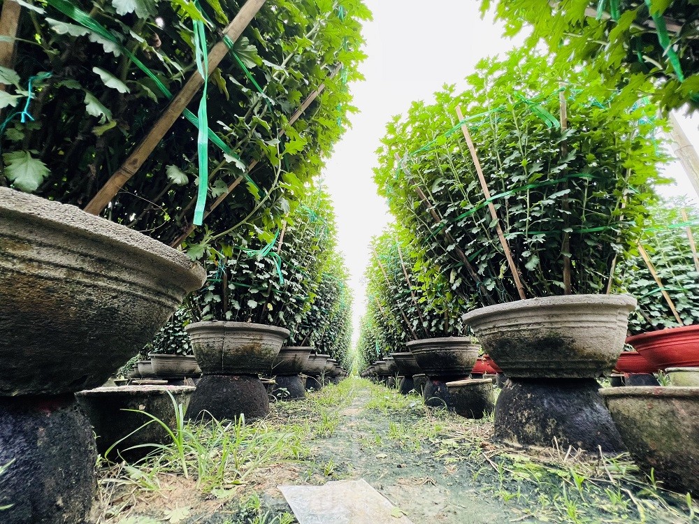 Hàng trăm nghìn chậu hoa cúc Tết ở Quảng Ngãi chưa nở đã được mua sạch tại vườn - Ảnh 14.
