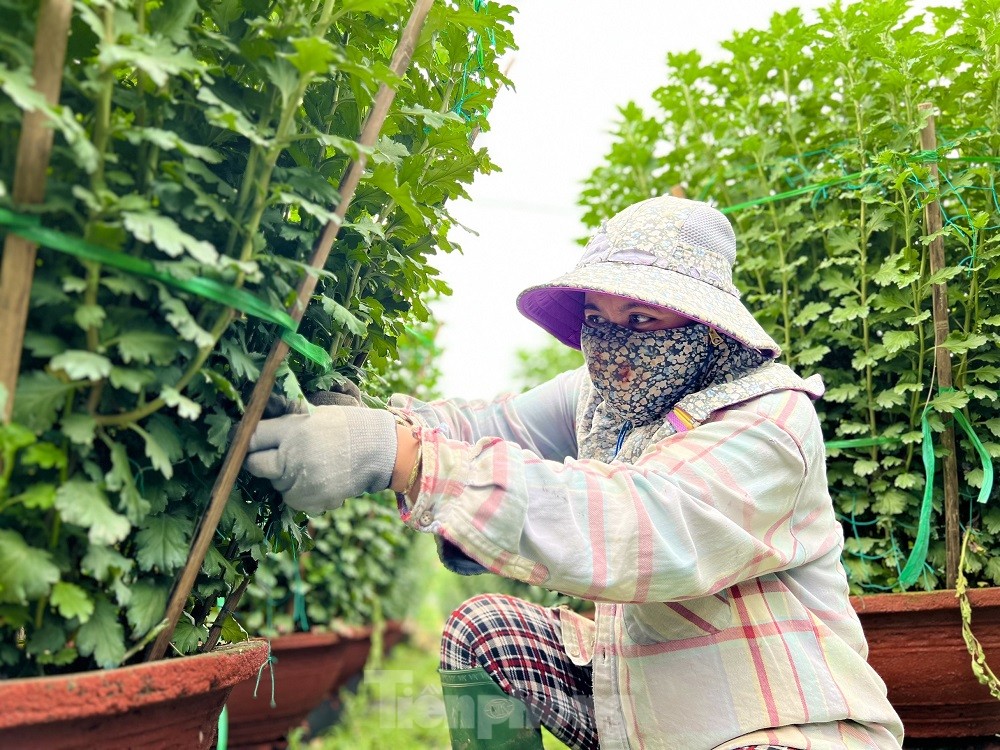 Hàng trăm nghìn chậu hoa cúc Tết ở Quảng Ngãi chưa nở đã được mua sạch tại vườn - Ảnh 13.