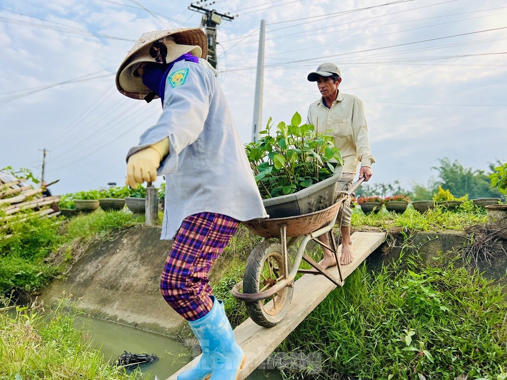 Hàng trăm nghìn chậu hoa cúc Tết ở Quảng Ngãi chưa nở đã được mua sạch tại vườn - Ảnh 12.