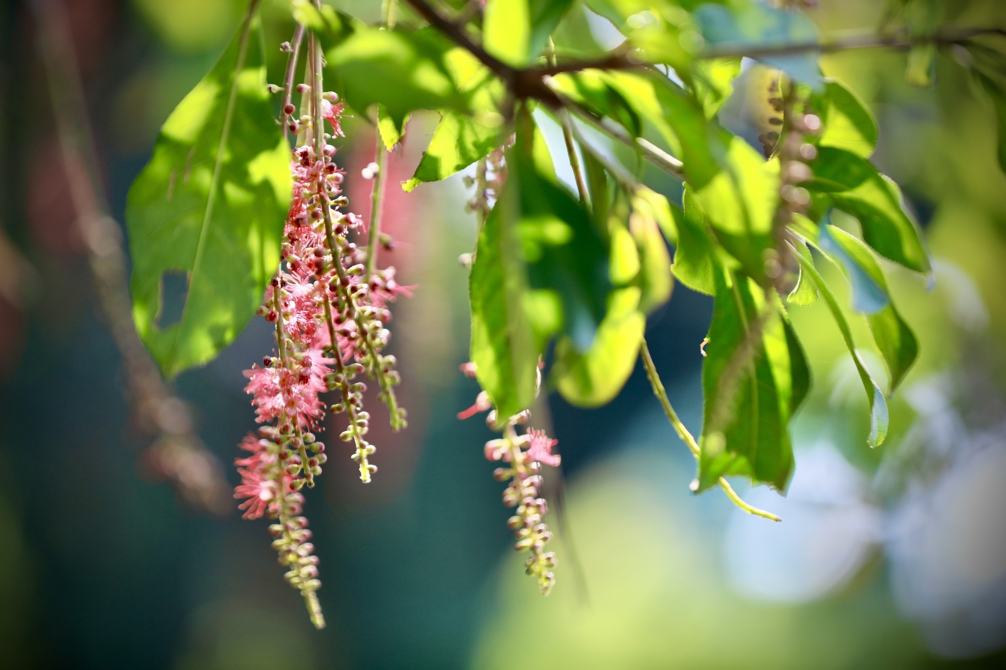 Xao xuyến vẻ đẹp Hồ Gươm khoảnh khắc giao mùa - Ảnh 10.