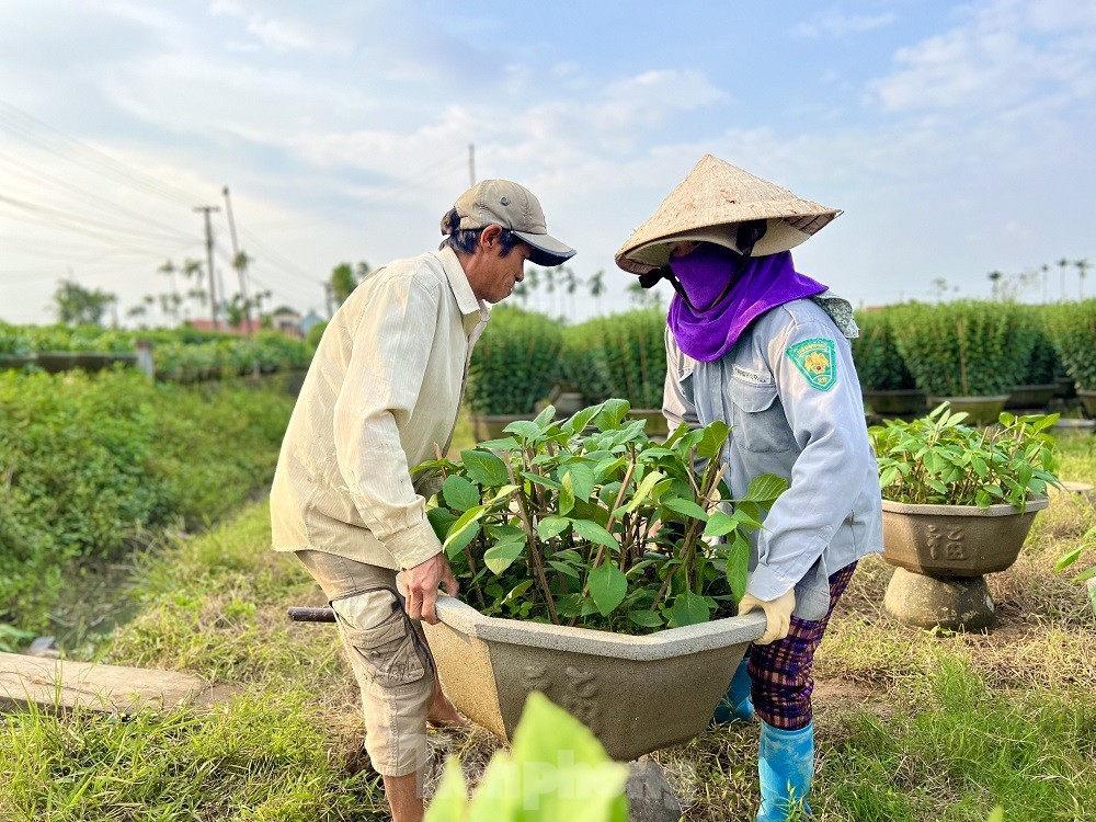 Hàng trăm nghìn chậu hoa cúc Tết ở Quảng Ngãi chưa nở đã được mua sạch tại vườn - Ảnh 11.