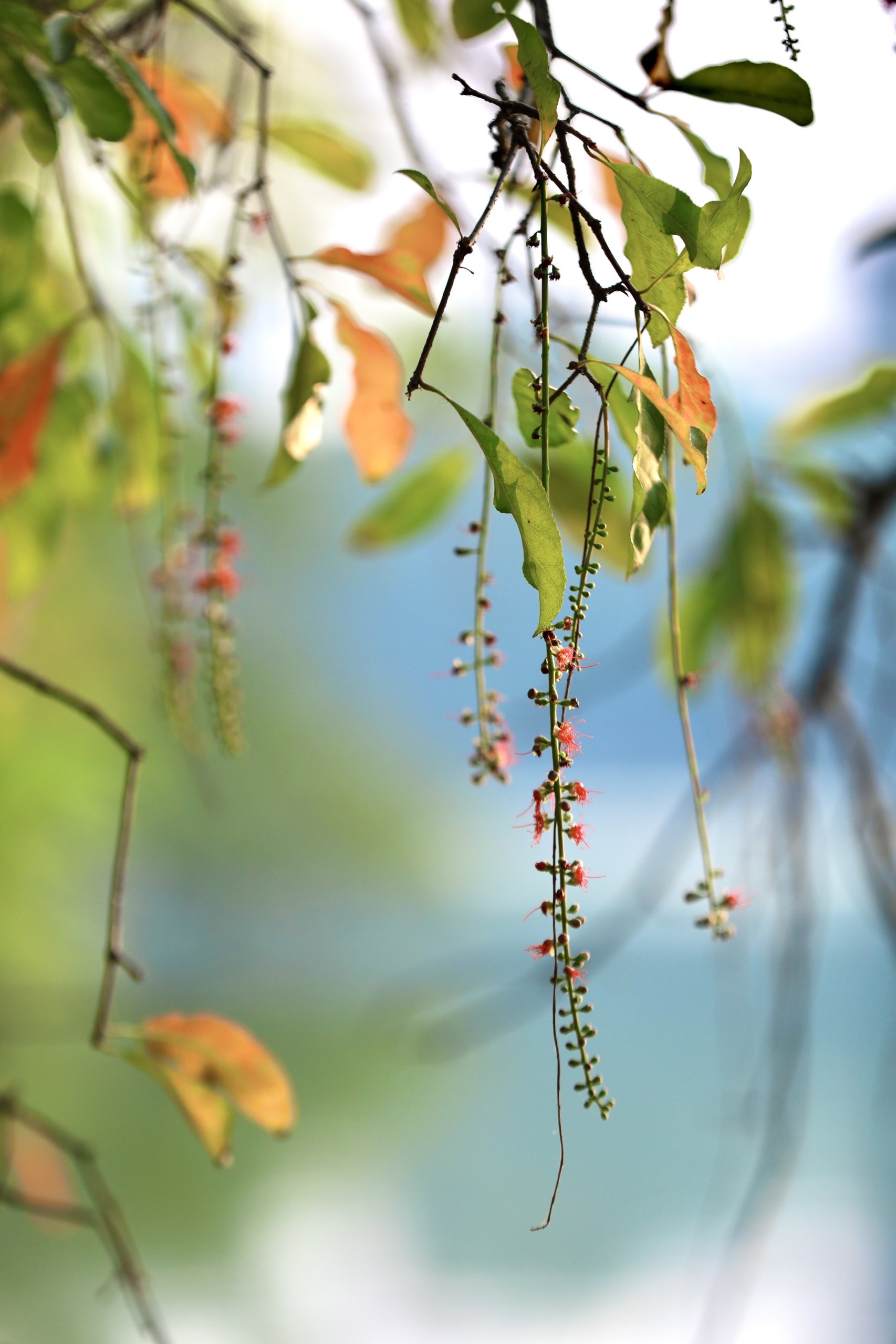 Xao xuyến vẻ đẹp Hồ Gươm khoảnh khắc giao mùa - Ảnh 9.