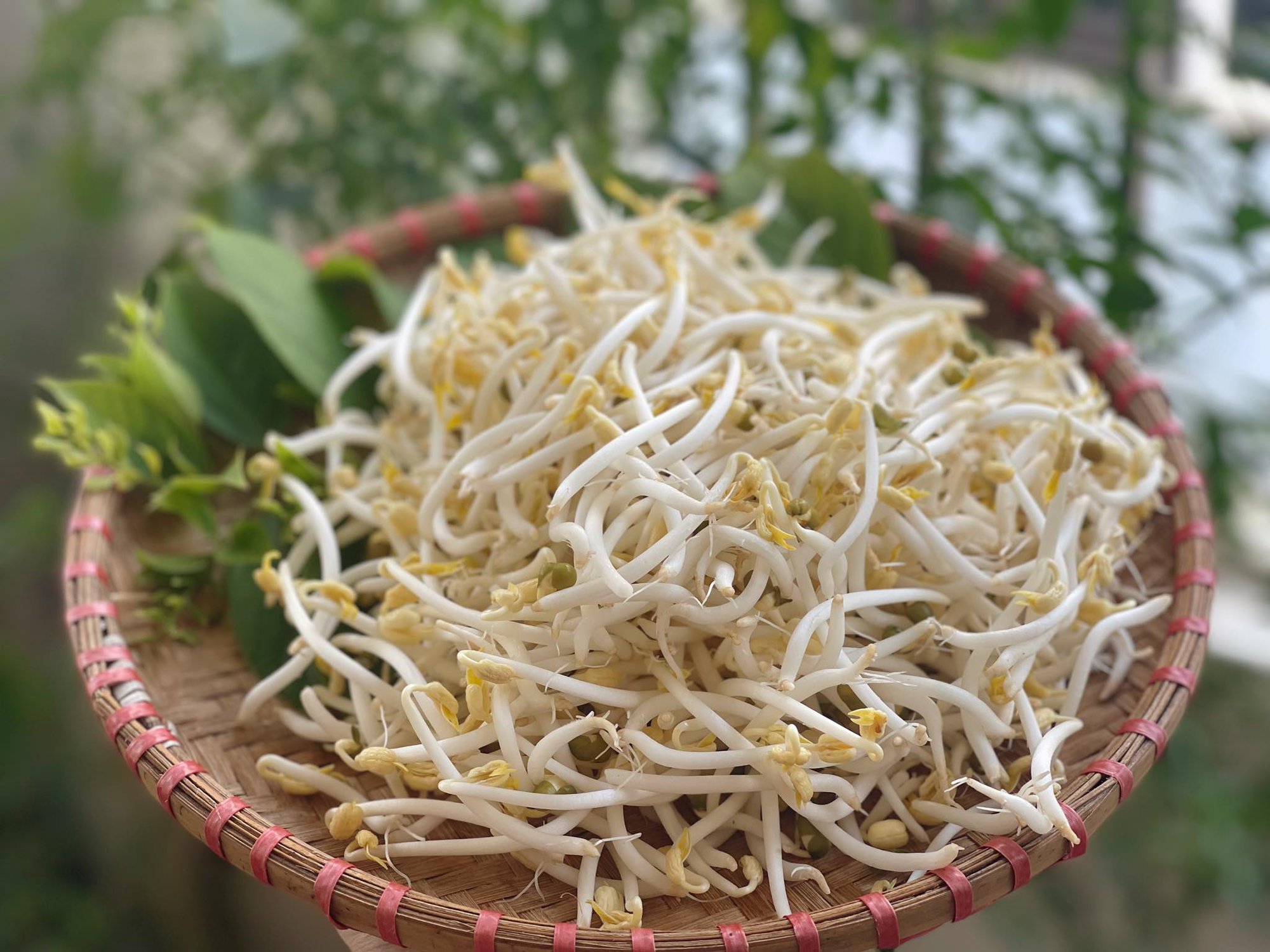 Tác dụng của thực phẩm mọc mầm