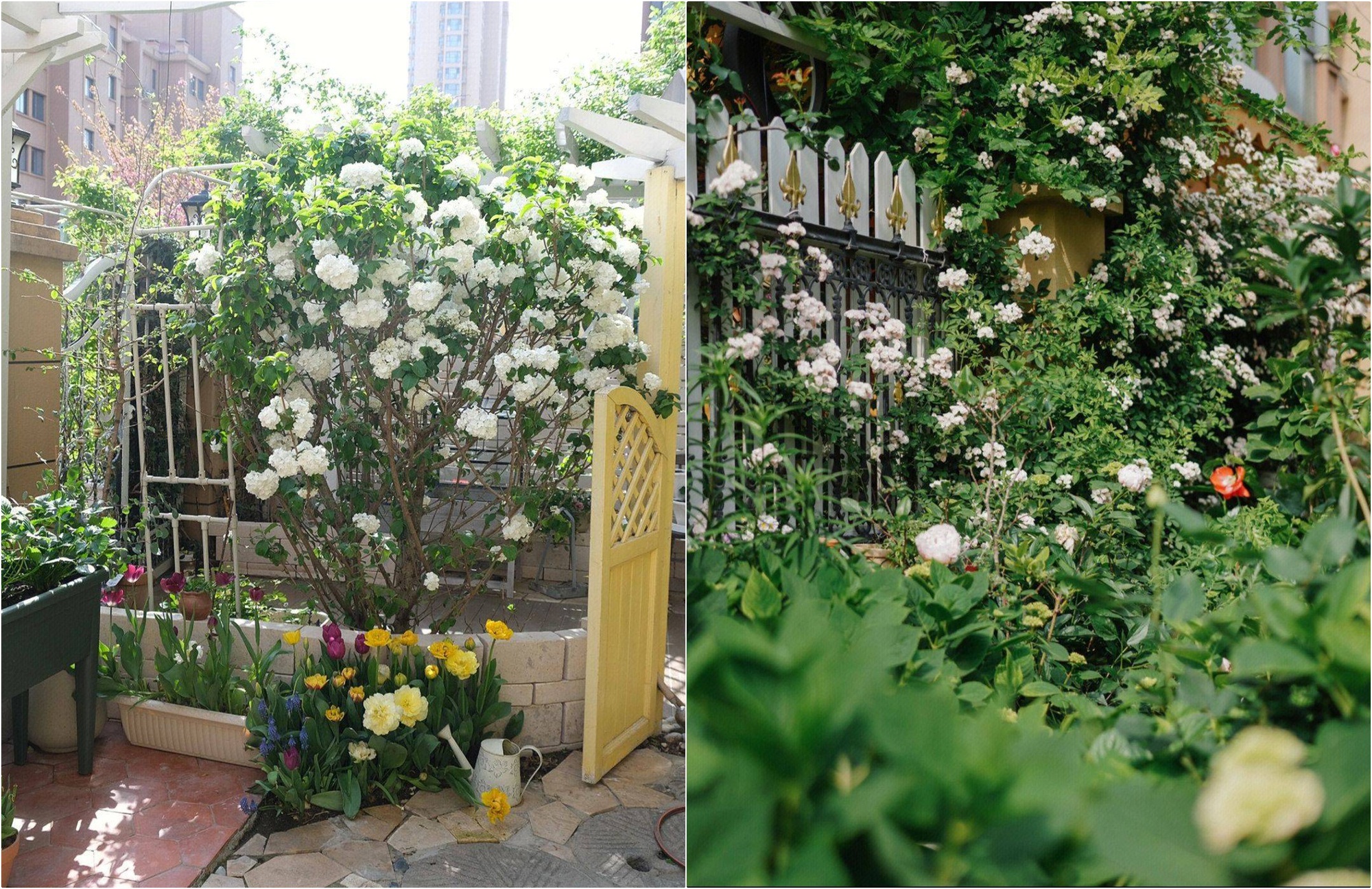 Mãn nhãn trước khu vườn 4 mùa hoa nở, cây cối tươi tốt quanh năm của cô gái 9x - Ảnh 7. Mãn nhãn trước khu vườn 4 mùa hoa nở, cây cối tươi tốt quanh năm của cô gái 9x - Ảnh 7.