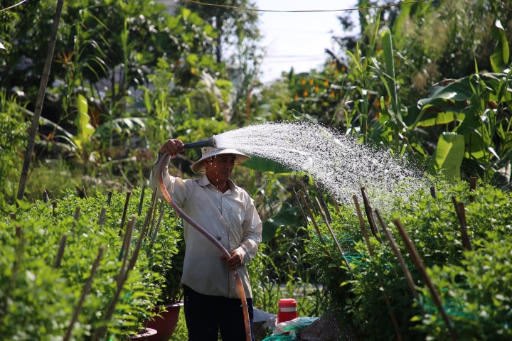 Các làng hoa ở miền Tây tăng sản lượng, kỳ vọng bội thu mùa Tết - Ảnh 4.
