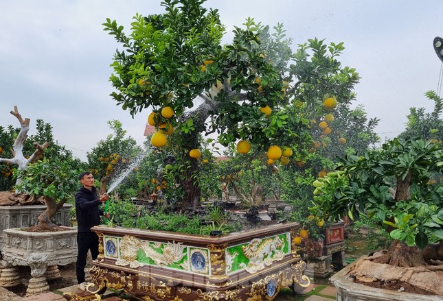 Ngắm cây bưởi trăm tuổi có chậu dát vàng ở Hưng Yên, khách trả nửa tỷ đồng chưa bán - Ảnh 1.