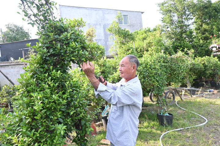 Các làng hoa ở miền Tây tăng sản lượng, kỳ vọng bội thu mùa Tết - Ảnh 3.