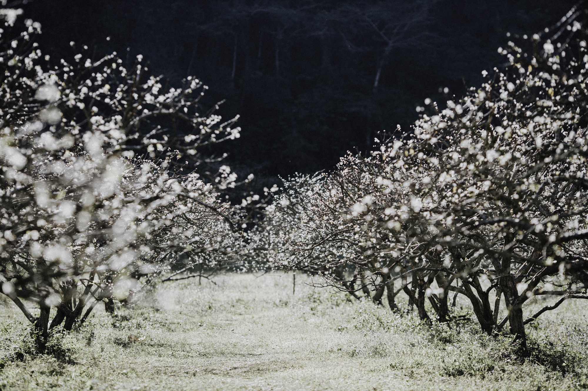 Về Mộc Châu ngắm hoa mận nở trắng trời, người bản địa tiết lộ bí quyết để có bức hình đẹp - Ảnh 3.