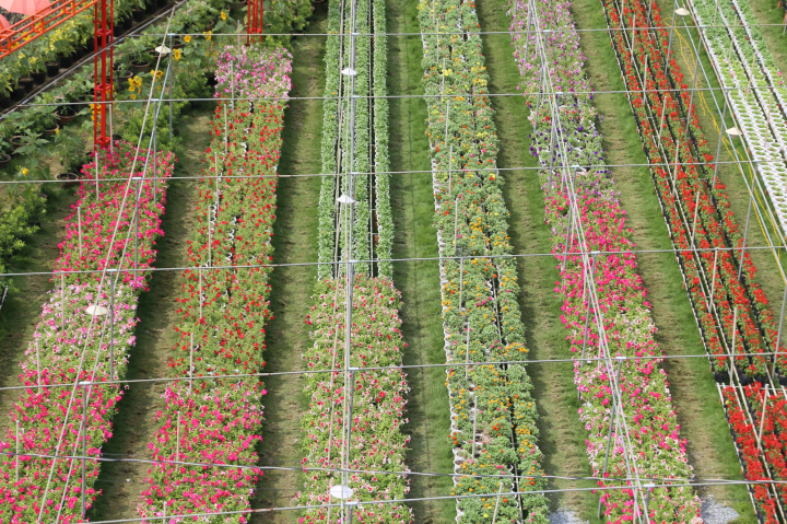 Các làng hoa ở miền Tây tăng sản lượng, kỳ vọng bội thu mùa Tết - Ảnh 1.