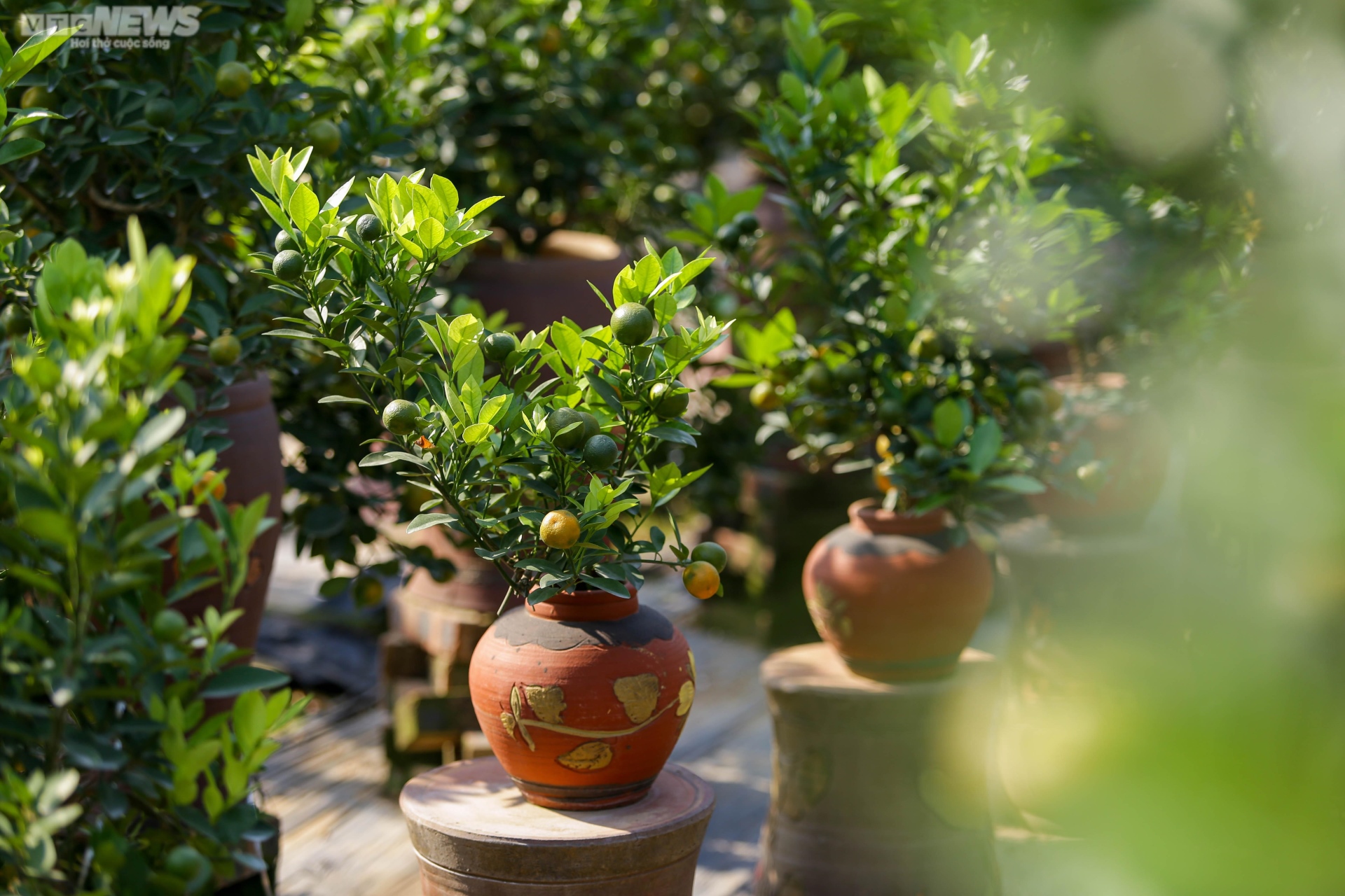 Khách săn mua quất bonsai dáng độc, giá tiền triệu chơi Tết - Ảnh 16. Khách săn mua quất bonsai dáng độc, giá tiền triệu chơi Tết - Ảnh 16.