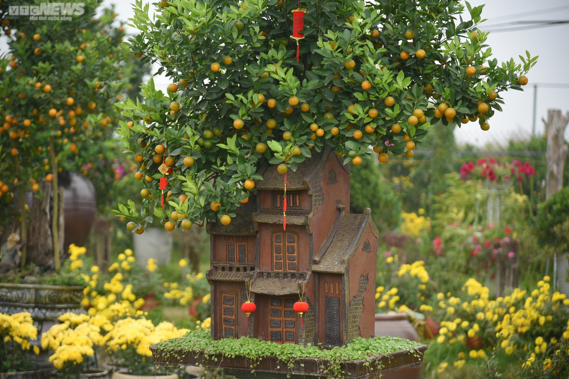 Khách săn mua quất bonsai dáng độc, giá tiền triệu chơi Tết - Ảnh 7. Khách săn mua quất bonsai dáng độc, giá tiền triệu chơi Tết - Ảnh 7.