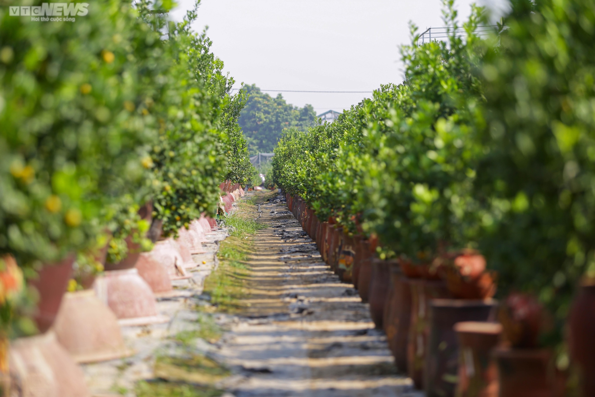 Khách săn mua quất bonsai dáng độc, giá tiền triệu chơi Tết - Ảnh 6. Khách săn mua quất bonsai dáng độc, giá tiền triệu chơi Tết - Ảnh 6.