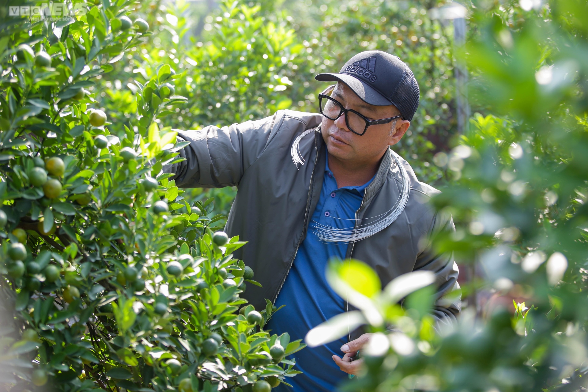 Khách săn mua quất bonsai dáng độc, giá tiền triệu chơi Tết - Ảnh 5. Khách săn mua quất bonsai dáng độc, giá tiền triệu chơi Tết - Ảnh 5.