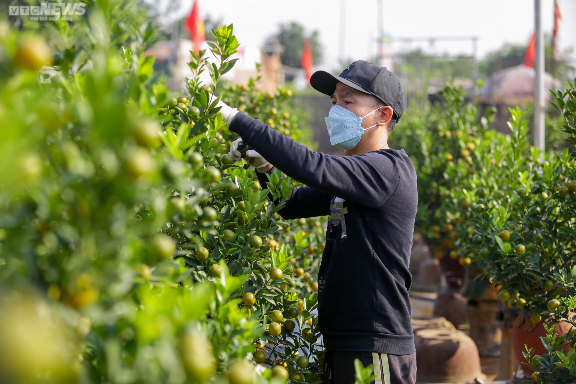 Khách săn mua quất bonsai dáng độc, giá tiền triệu chơi Tết - Ảnh 4. Khách săn mua quất bonsai dáng độc, giá tiền triệu chơi Tết - Ảnh 4.