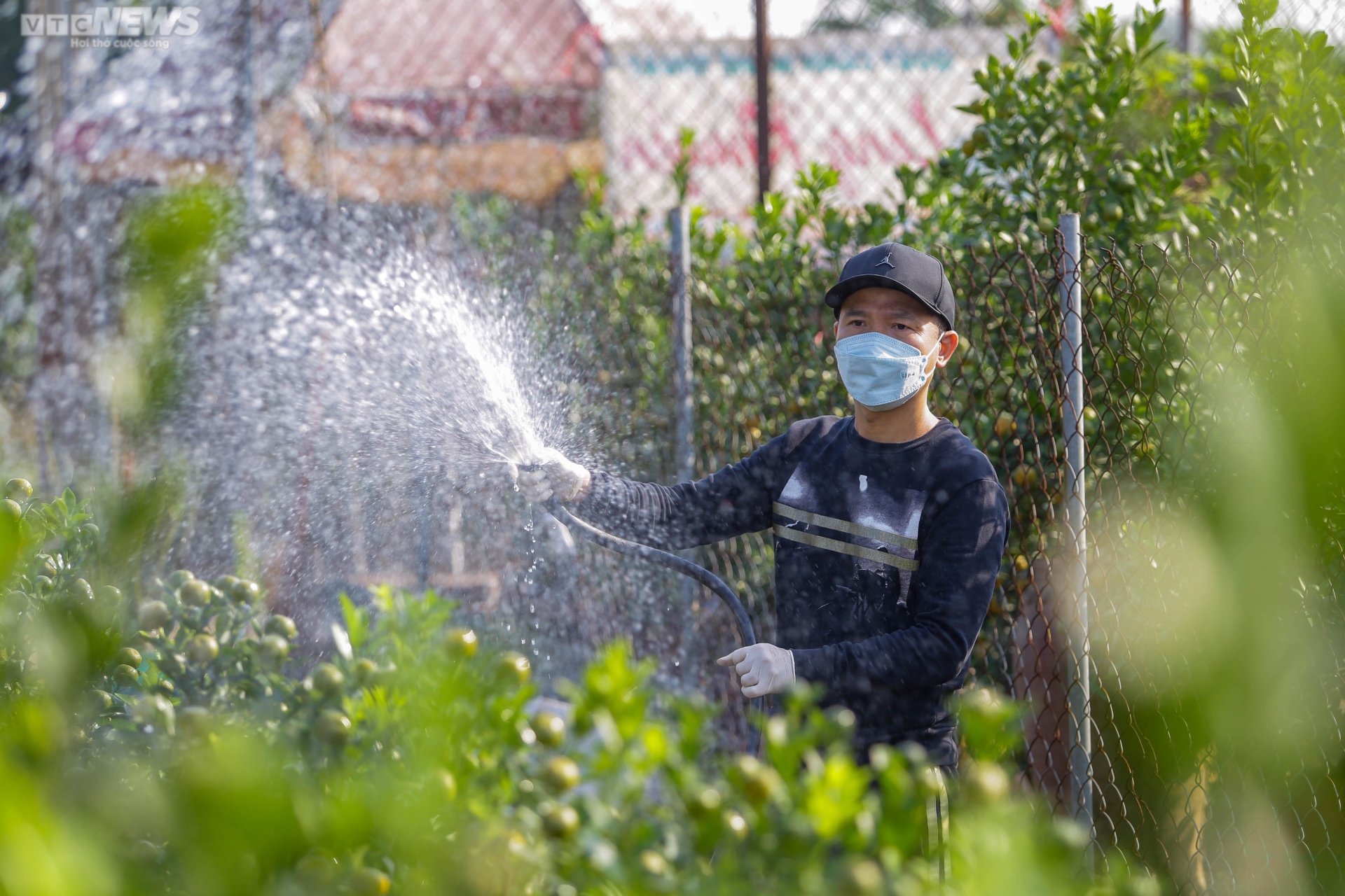 Khách săn mua quất bonsai dáng độc, giá tiền triệu chơi Tết - Ảnh 2. Khách săn mua quất bonsai dáng độc, giá tiền triệu chơi Tết - Ảnh 2.