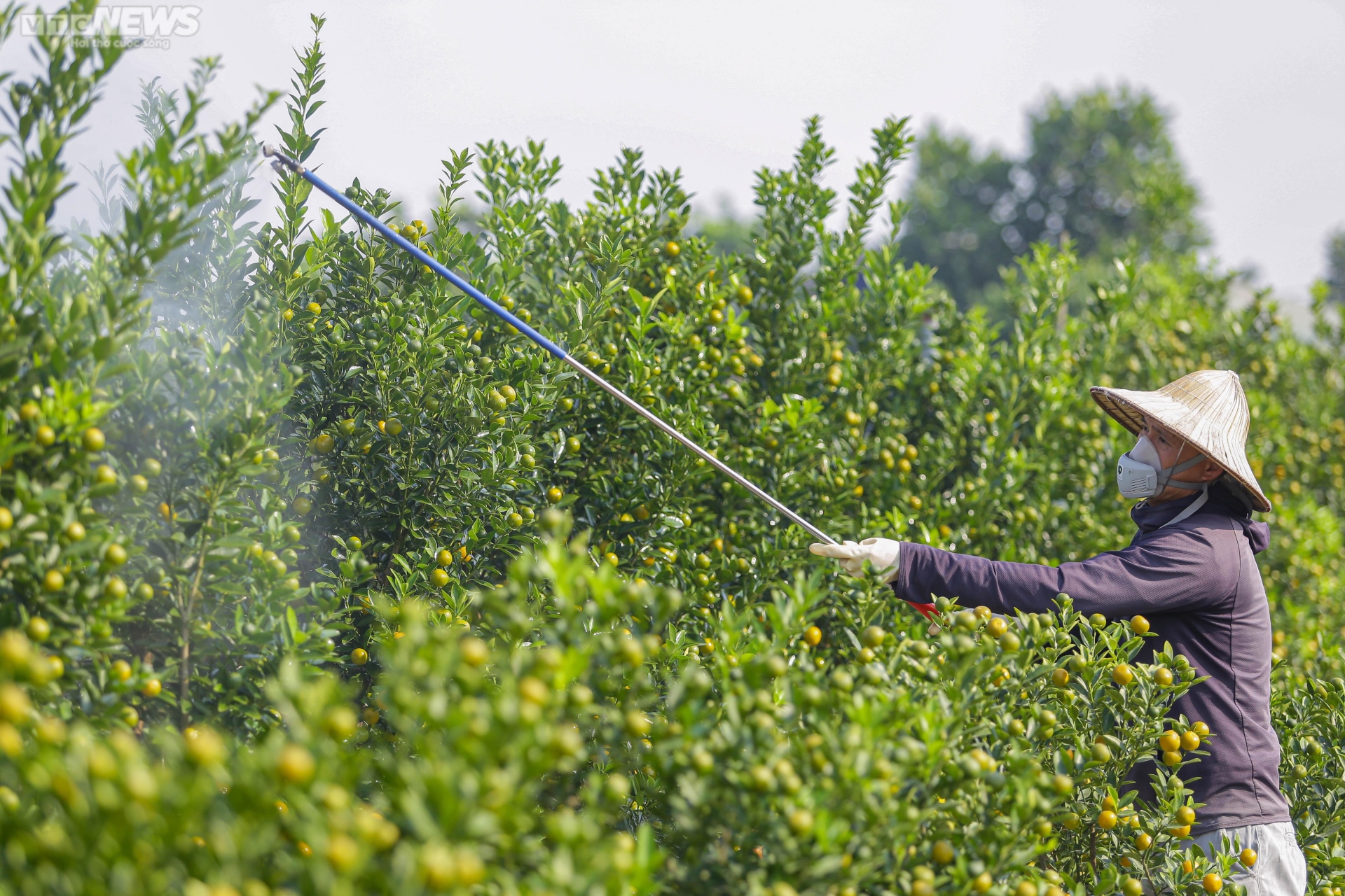 Khách săn mua quất bonsai dáng độc, giá tiền triệu chơi Tết - Ảnh 1. Khách săn mua quất bonsai dáng độc, giá tiền triệu chơi Tết - Ảnh 1.