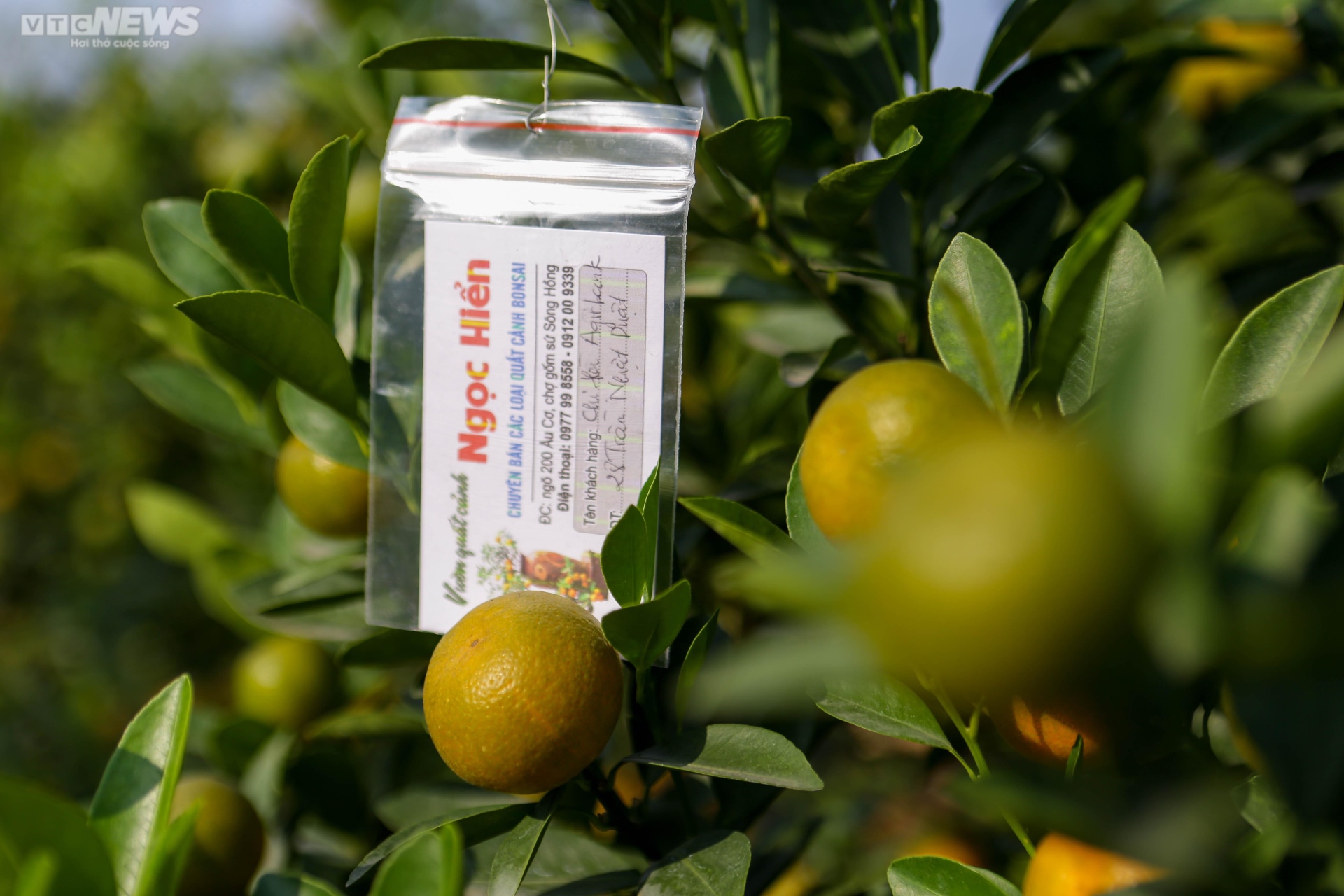 Khách săn mua quất bonsai dáng độc, giá tiền triệu chơi Tết - Ảnh 15. Khách săn mua quất bonsai dáng độc, giá tiền triệu chơi Tết - Ảnh 15.