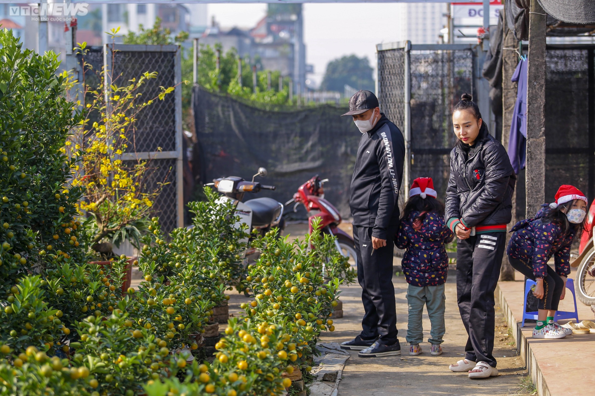 Khách săn mua quất bonsai dáng độc, giá tiền triệu chơi Tết - Ảnh 14. Khách săn mua quất bonsai dáng độc, giá tiền triệu chơi Tết - Ảnh 14.