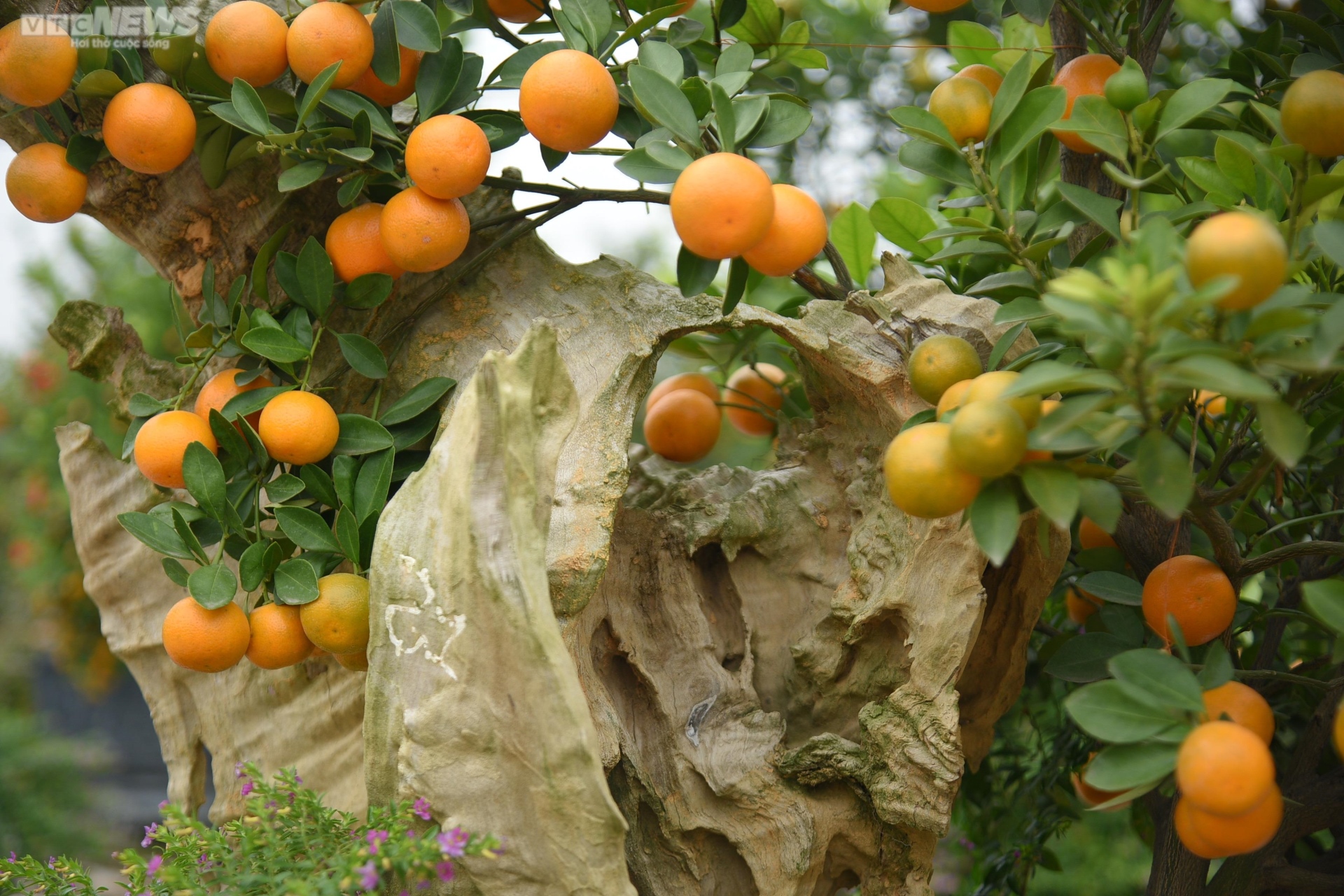 Khách săn mua quất bonsai dáng độc, giá tiền triệu chơi Tết - Ảnh 13. Khách săn mua quất bonsai dáng độc, giá tiền triệu chơi Tết - Ảnh 13.