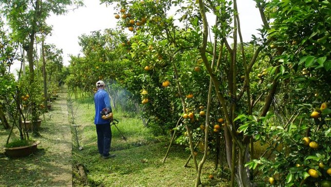 5.000 tấn quýt hồng khoe sắc vàng rực phục vụ Tết - Ảnh 12.