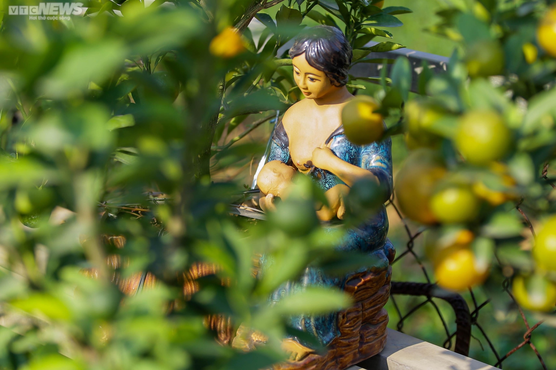 Khách săn mua quất bonsai dáng độc, giá tiền triệu chơi Tết - Ảnh 11. Khách săn mua quất bonsai dáng độc, giá tiền triệu chơi Tết - Ảnh 11.