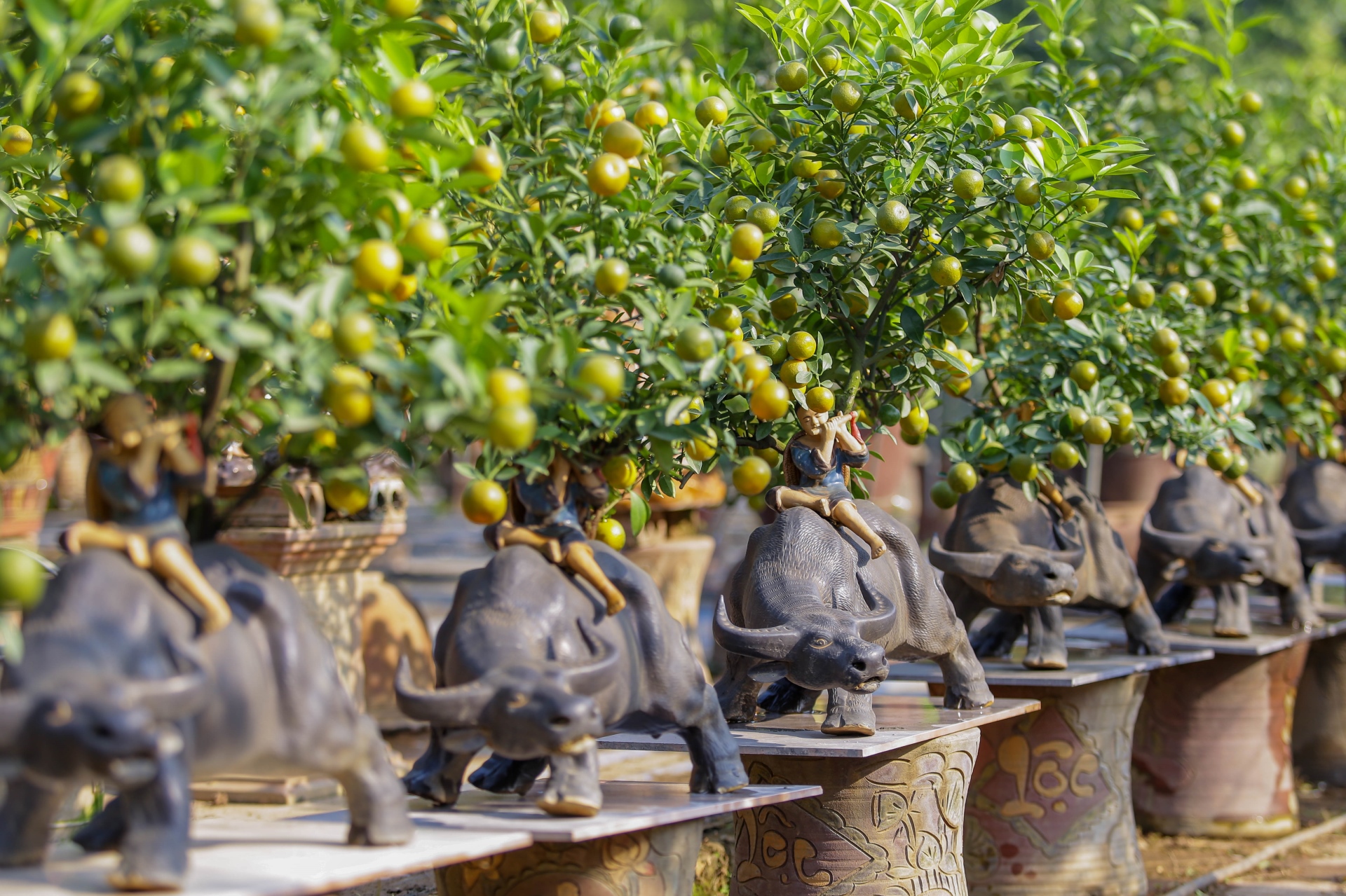 Khách săn mua quất bonsai dáng độc, giá tiền triệu chơi Tết - Ảnh 10. Khách săn mua quất bonsai dáng độc, giá tiền triệu chơi Tết - Ảnh 10.