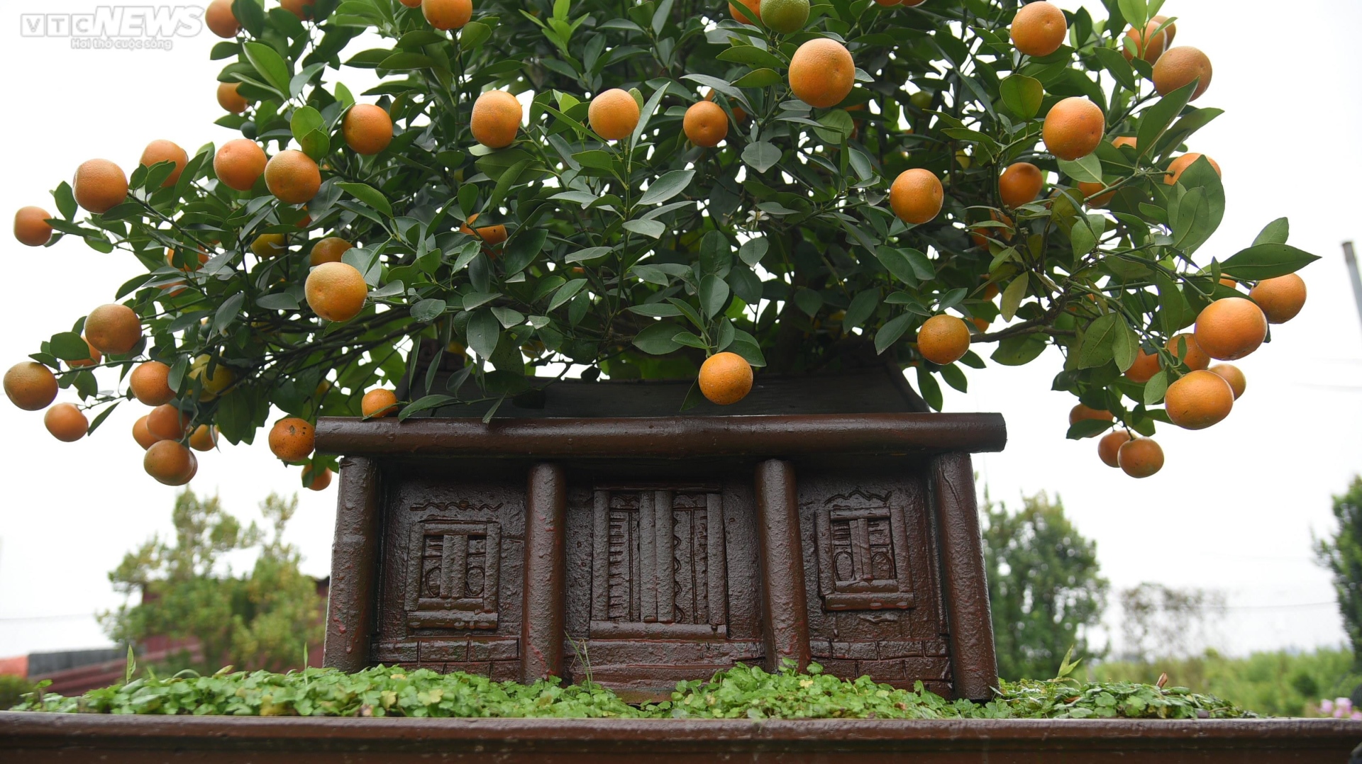 Khách săn mua quất bonsai dáng độc, giá tiền triệu chơi Tết - Ảnh 9. Khách săn mua quất bonsai dáng độc, giá tiền triệu chơi Tết - Ảnh 9.