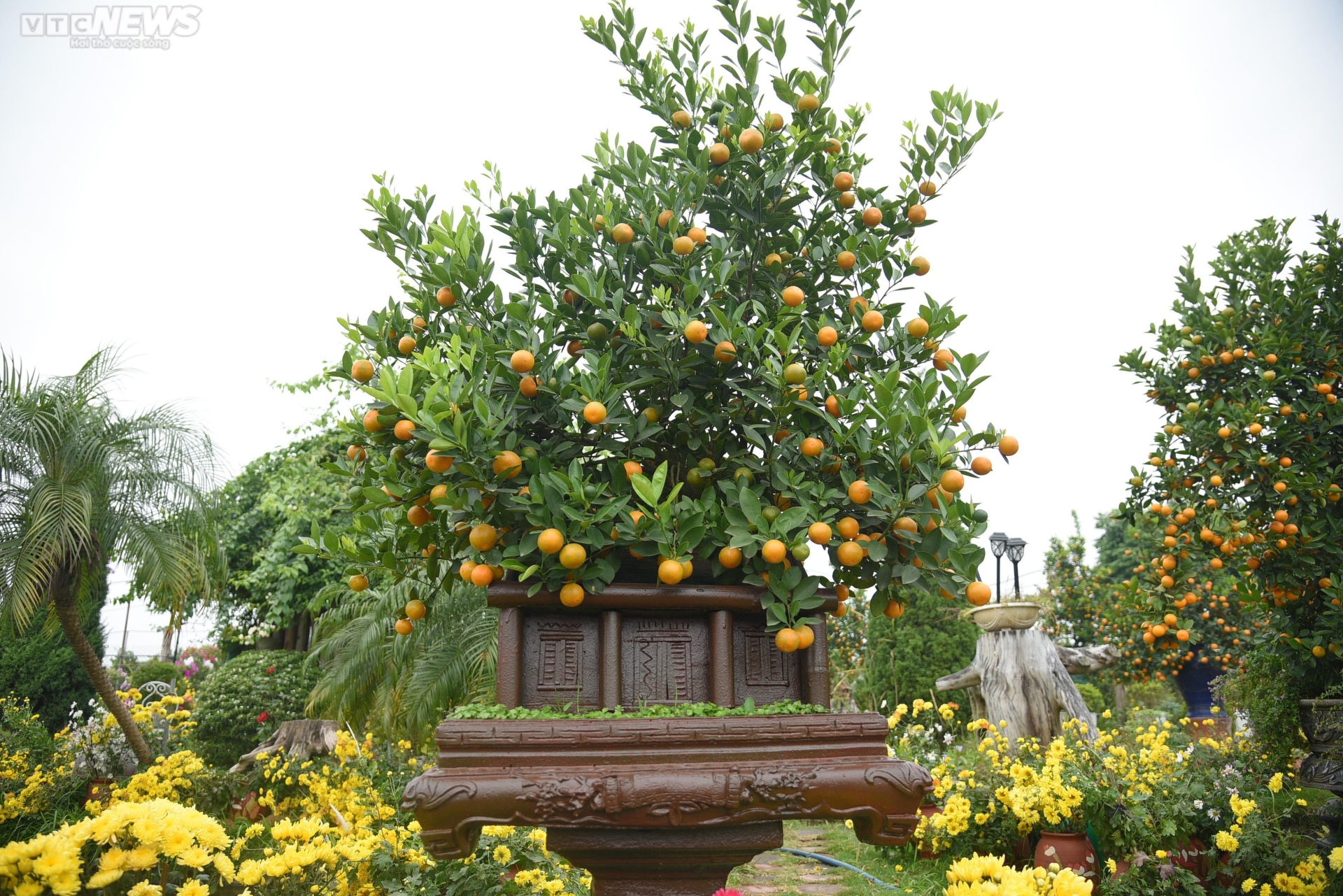 Khách săn mua quất bonsai dáng độc, giá tiền triệu chơi Tết - Ảnh 8. Khách săn mua quất bonsai dáng độc, giá tiền triệu chơi Tết - Ảnh 8.