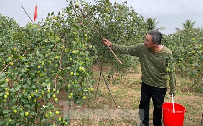 Người dân Đồ Sơn trúng đậm đặc sản táo muối dịp Tết - Ảnh 5.