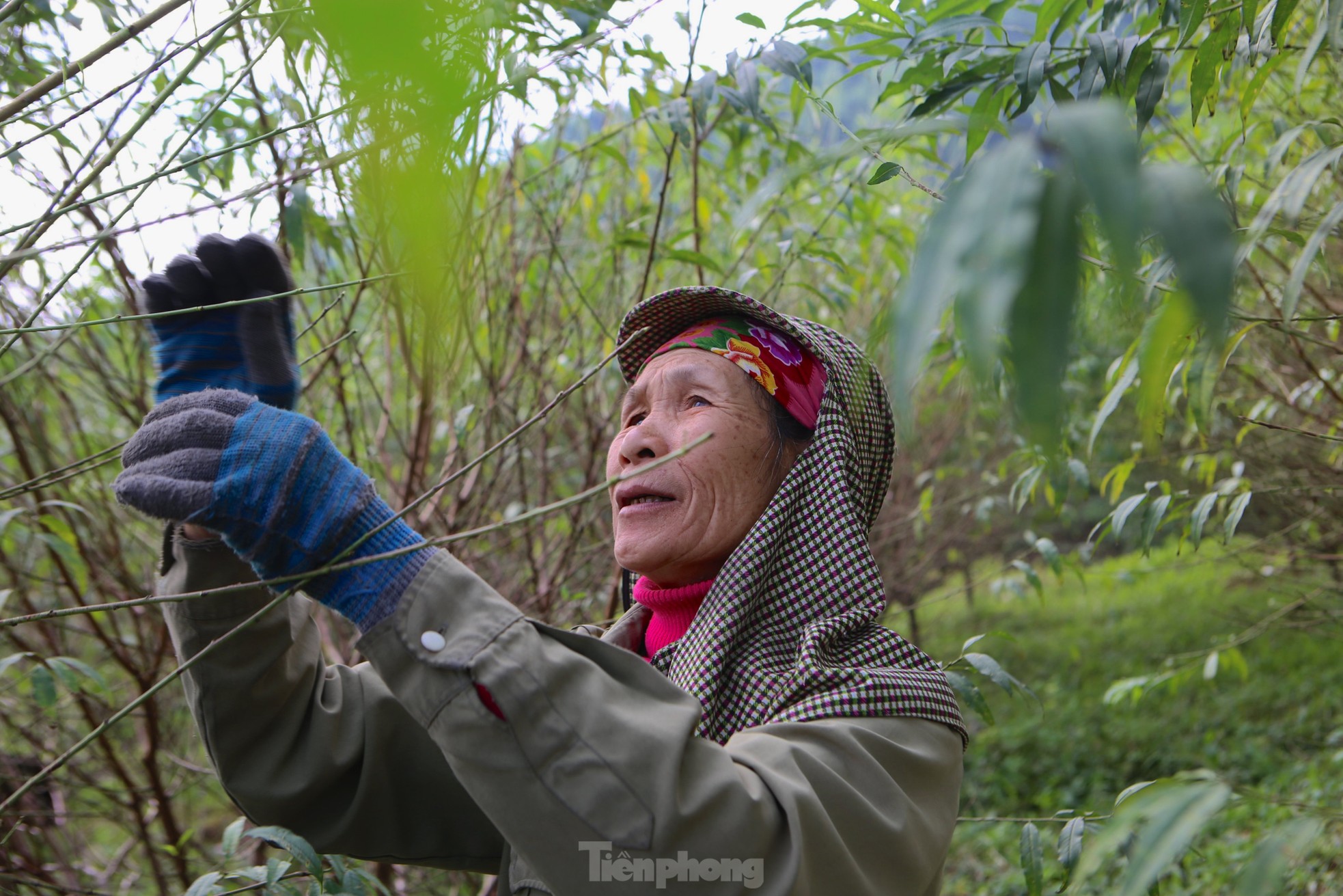 Mục sở thị nghề hái ra tiền dịp Tết - Ảnh 10.