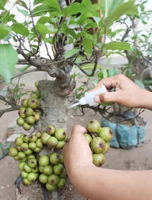 1001 chuyện tréo ngoe khi mua cây cảnh chơi Tết: táo bonsai nở ra hoa dâm bụt, quả sung được gắn keo 502 - Ảnh 12.