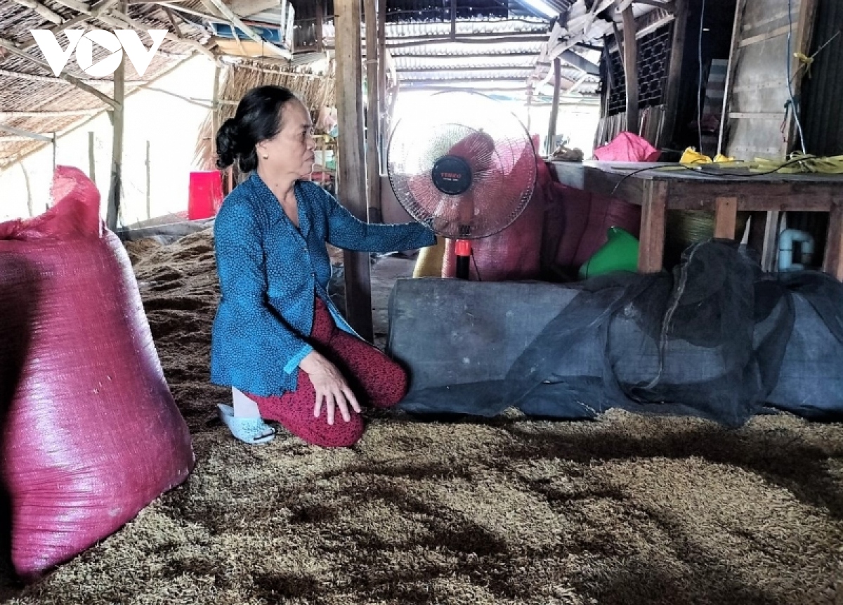 Vụ lúa sạch ST24, ST25 bí đầu ra: Chuỗi liên kết dễ gãy và chuyện hài hòa lợi ích - Ảnh 3.