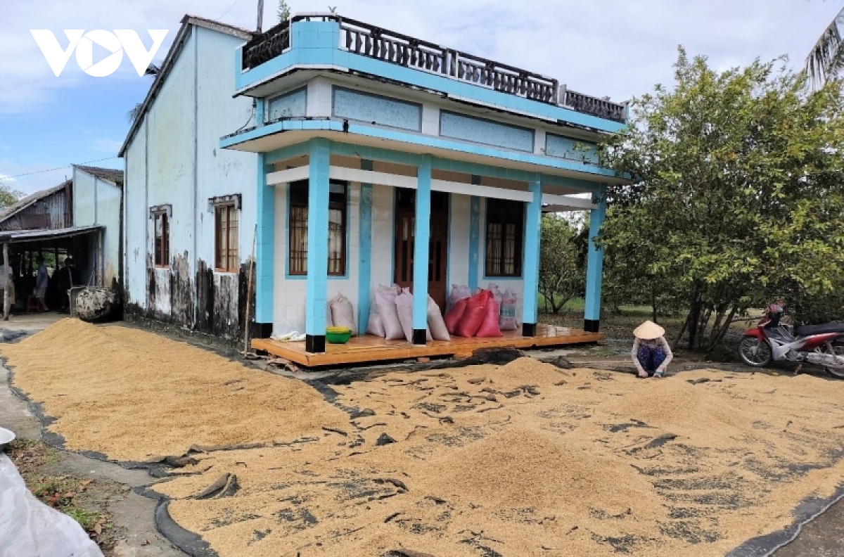 Vụ lúa sạch ST24, ST25 bí đầu ra: Chuỗi liên kết dễ gãy và chuyện hài hòa lợi ích - Ảnh 2.