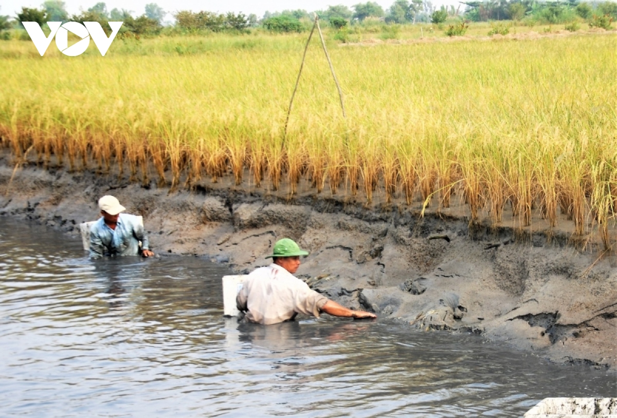 Vụ lúa sạch ST24, ST25 bí đầu ra: Chuỗi liên kết dễ gãy và chuyện hài hòa lợi ích - Ảnh 1.