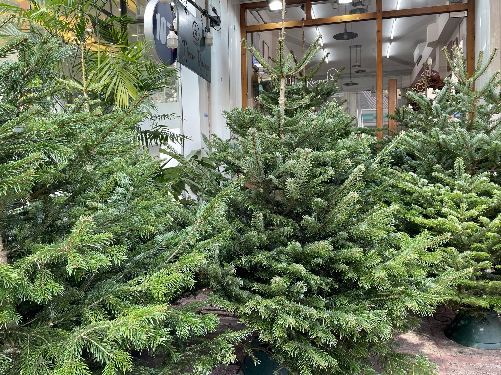 TP.HCM: Người dân chi tiền triệu mua thông tươi chơi Giáng sinh - Ảnh 4. TP.HCM: Người dân chi tiền triệu mua thông tươi chơi Giáng sinh - Ảnh 4.