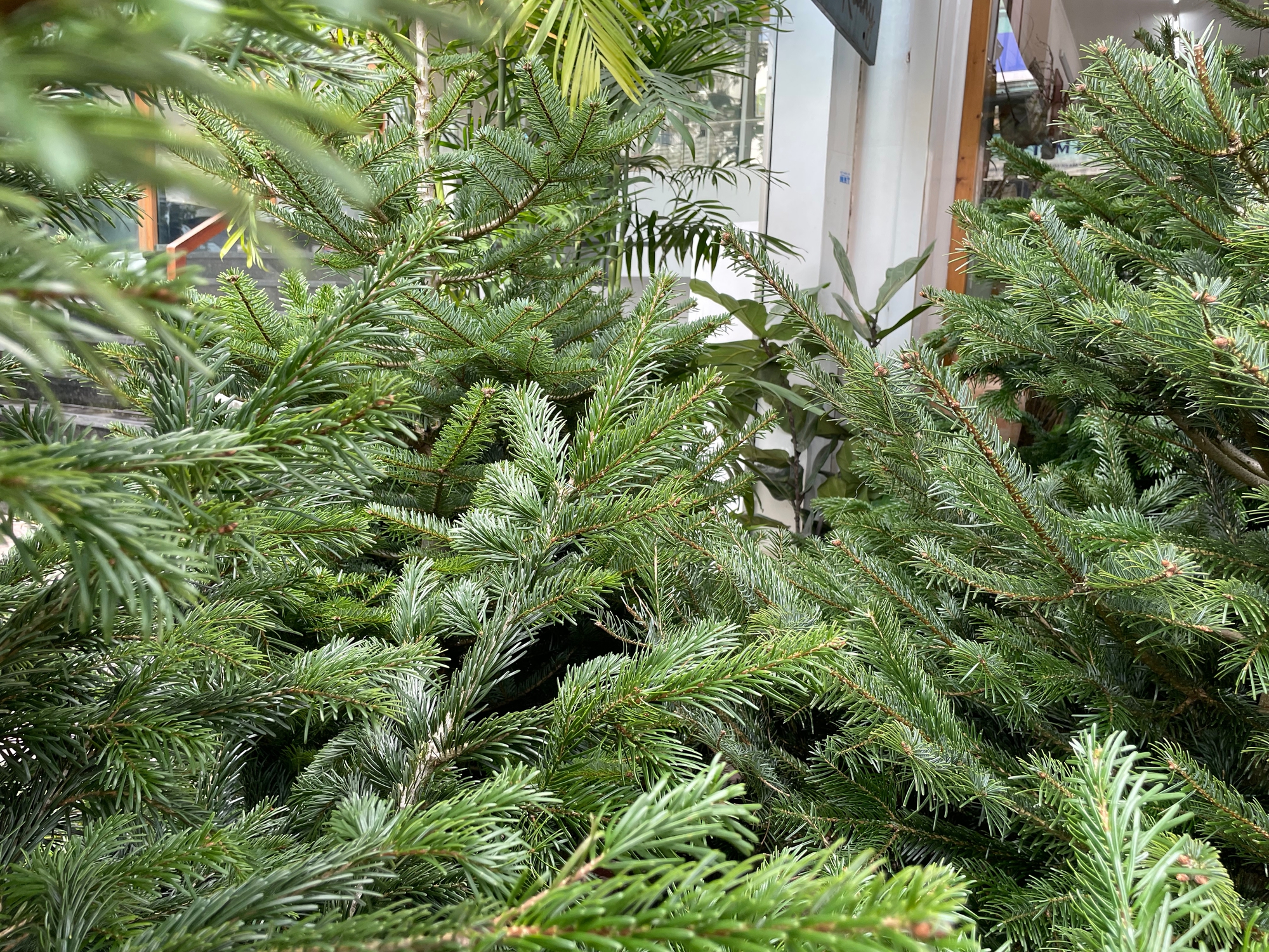 TP.HCM: Người dân chi tiền triệu mua thông tươi chơi Giáng sinh - Ảnh 3. TP.HCM: Người dân chi tiền triệu mua thông tươi chơi Giáng sinh - Ảnh 3.