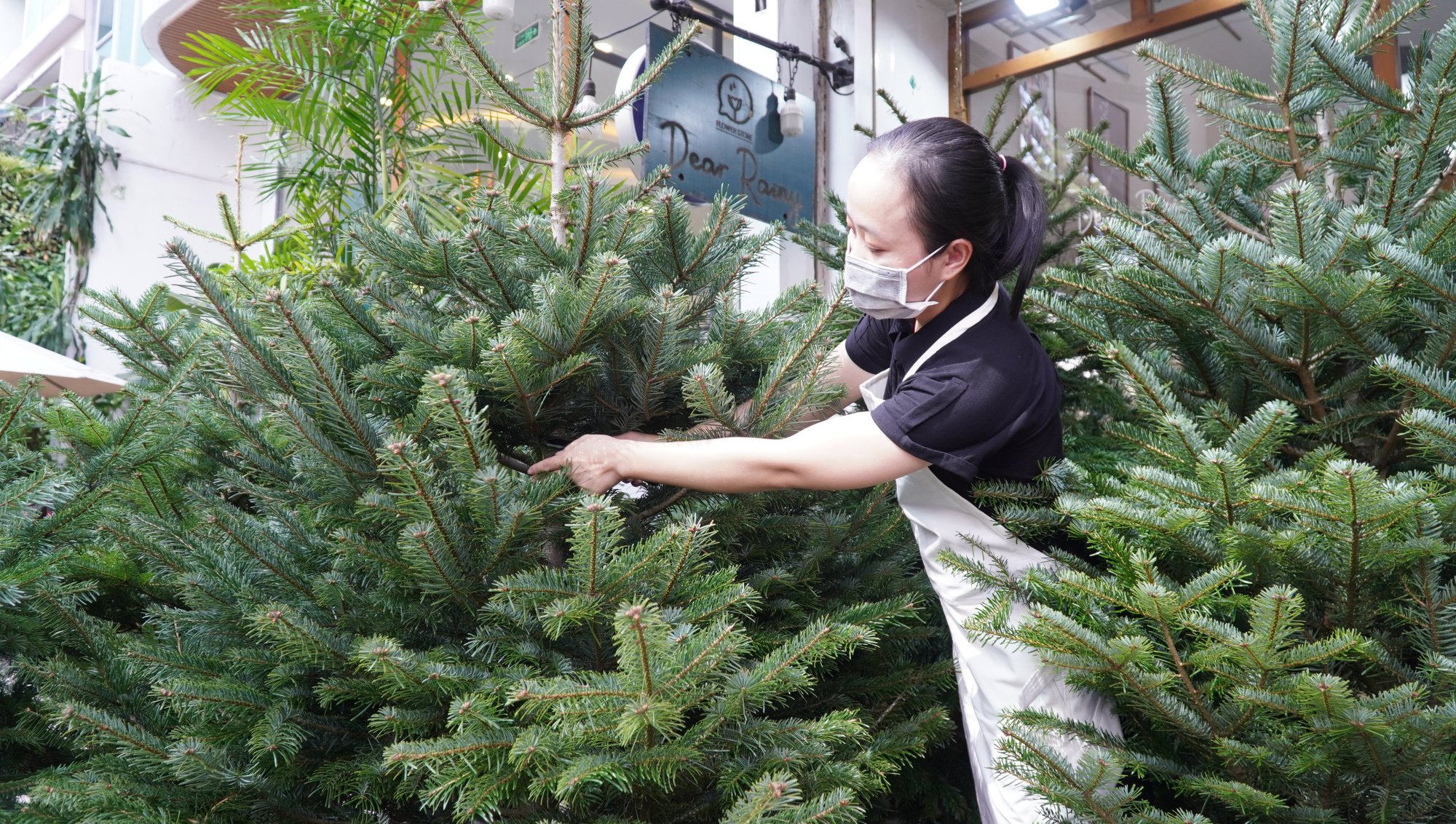 TP.HCM: Người dân chi tiền triệu mua thông tươi chơi Giáng sinh - Ảnh 2. TP.HCM: Người dân chi tiền triệu mua thông tươi chơi Giáng sinh - Ảnh 2.